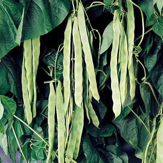 Buy French Climbing Bean - Vitalis (Organic) Seeds | Organic Gardening ...