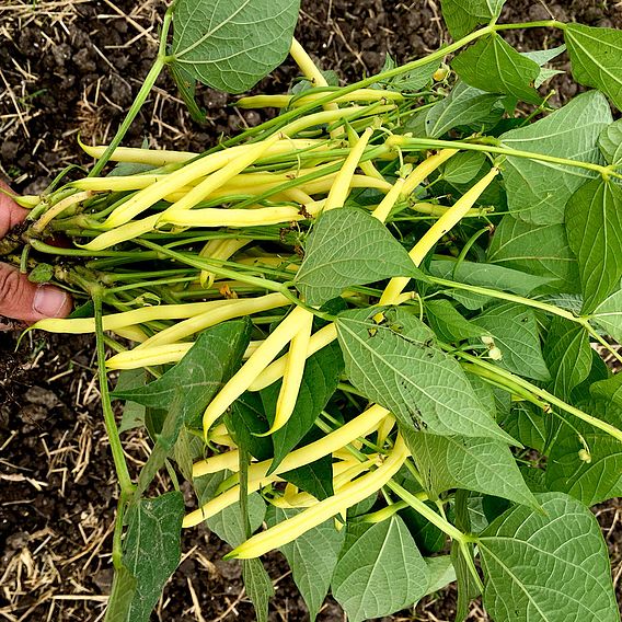 Bean (Dwarf French) 'Dior' - Organic Seeds