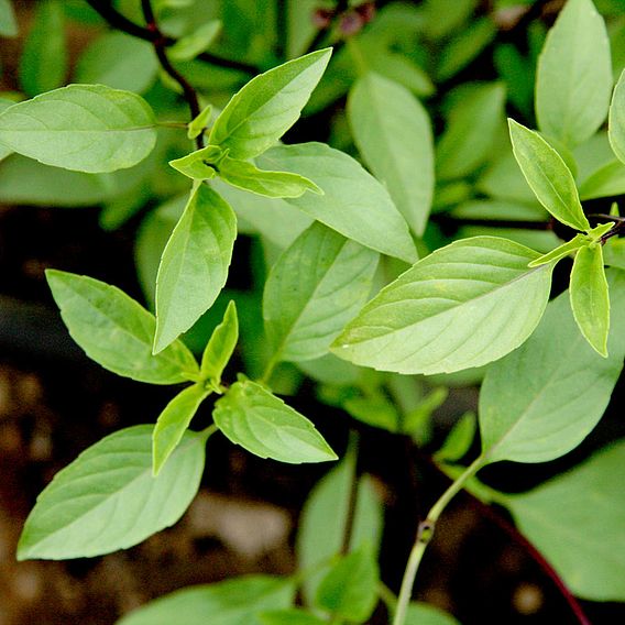 Basil 'Thai Basil' - Organic Seeds