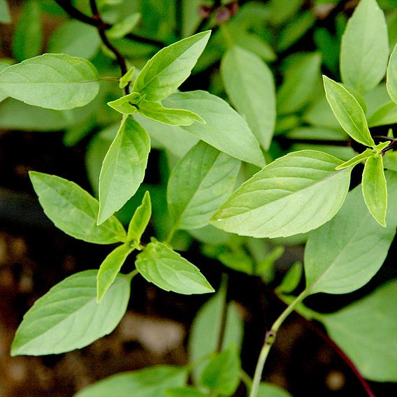 Basil - Thai Basil (Organic) Seeds