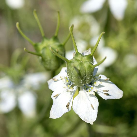 Black Cumin (Organic) Seeds