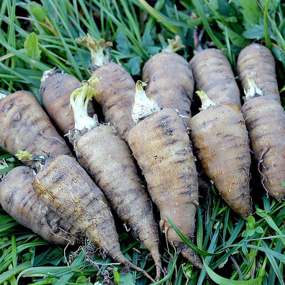 Root chervil (Organic) Seeds