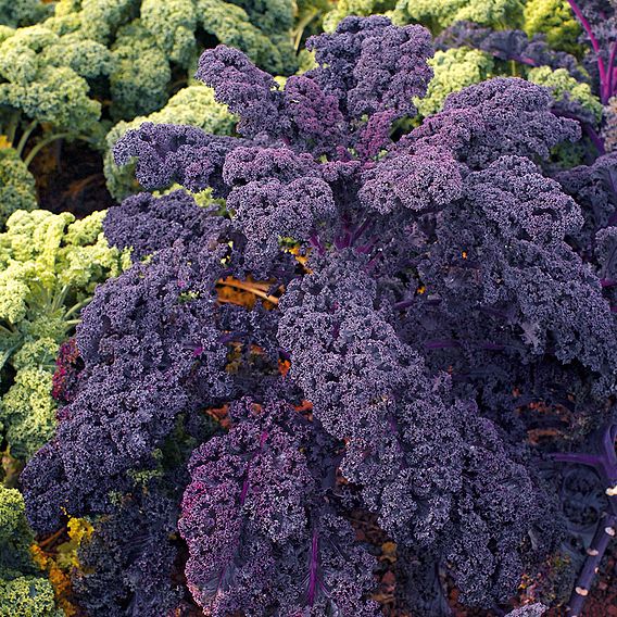 Kale 'Redbor' F1 - Organic Seeds