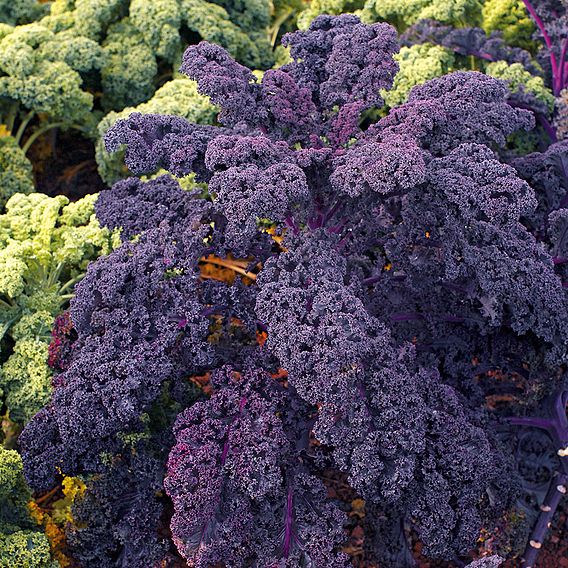 Kale - Redbor F1 (Organic) Seeds