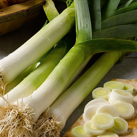 Leek 'Runner' F1 - Organic Seeds