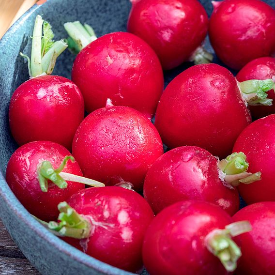 Radish 'Sora' - Organic Seeds