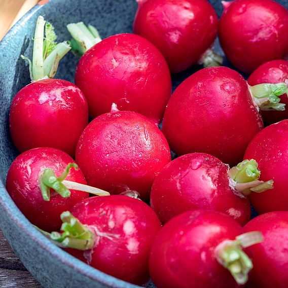 Radish - Sora (Organic) Seeds