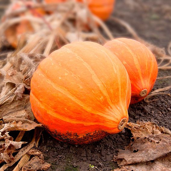 Squash 'Amoro' F1 - Organic Seeds