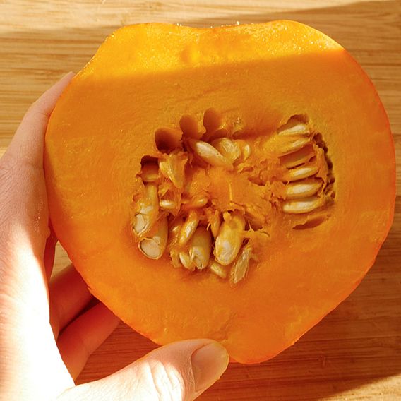 Squash 'Amoro' F1 - Organic Seeds