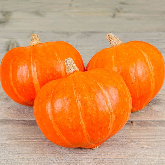 Squash 'Amoro' F1 - Organic Seeds