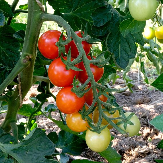 Tomato - Primabella (Organic) Seeds (Indeterminate)