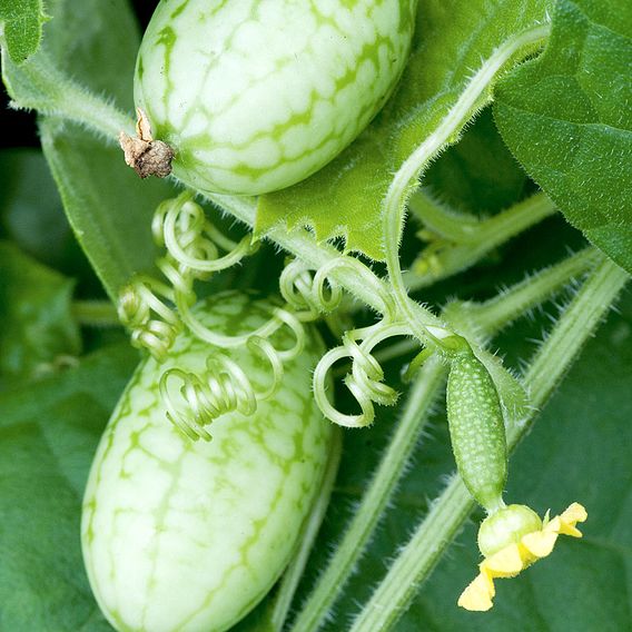 Cucamelon - Organic Seeds