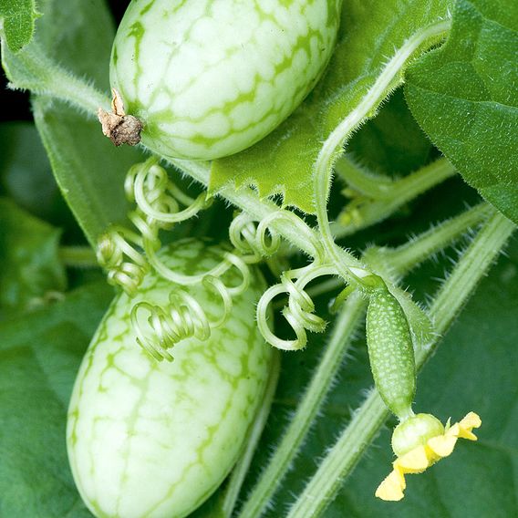 Cucamelon (Organic) Seeds