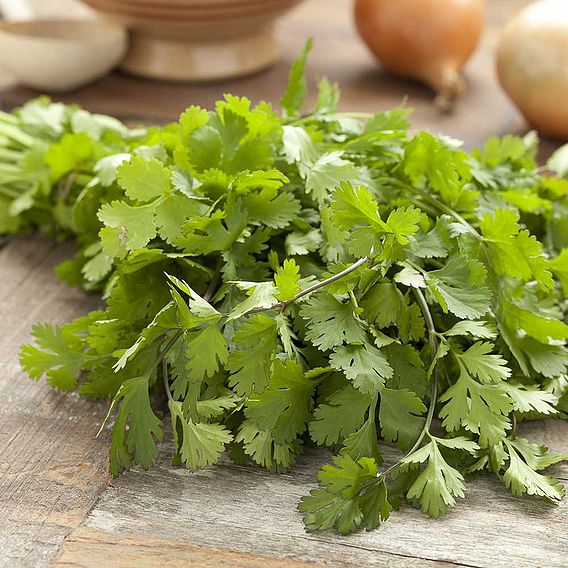 Herb - Coriander Slobolt (Organic) Seeds