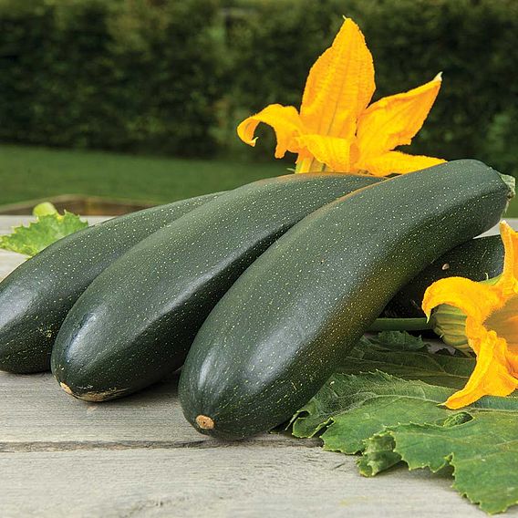 Courgette 'Wave Climber' - Organic Seeds