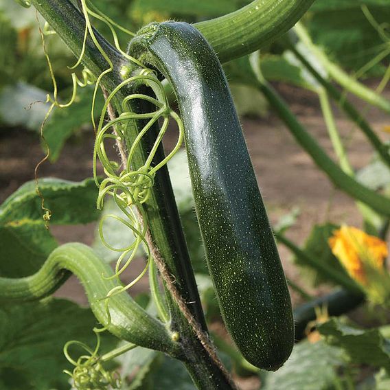 Courgette 'Wave Climber' - Organic Seeds