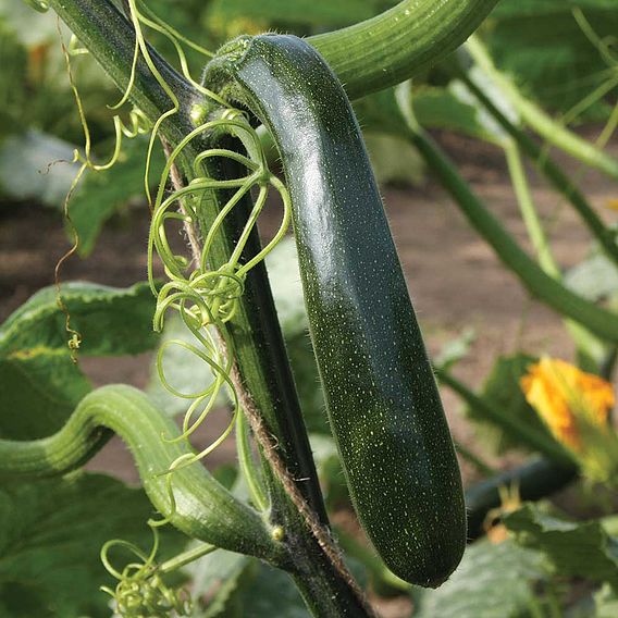 Courgette - Wave Climber (Organic) Seeds