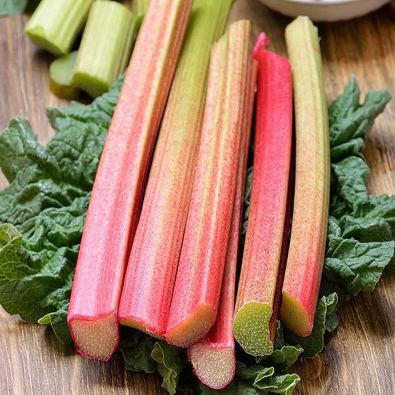 Rhubarb 'Glaskins Perpetual' - Organic Seeds