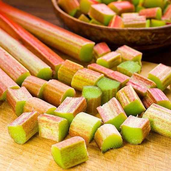 Rhubarb 'Glaskins Perpetual' - Organic Seeds
