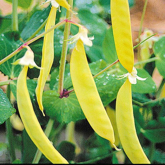 Pea Mangetout - Golden Sweet (Organic) Seeds