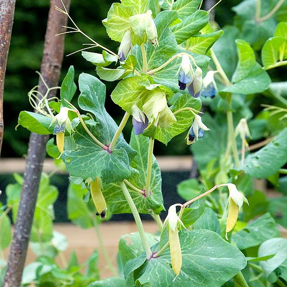 Pea Mangetout 'Golden Sweet' - Organic Seeds