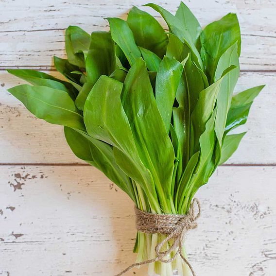 Wild Garlic - Organic Seeds