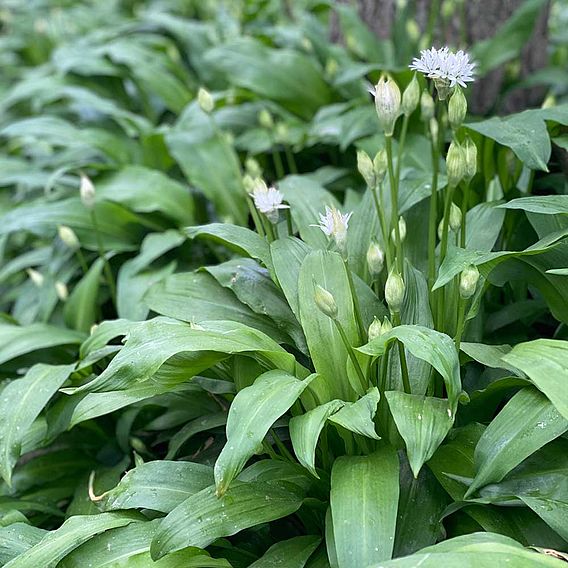 Wild Garlic - Organic Seeds