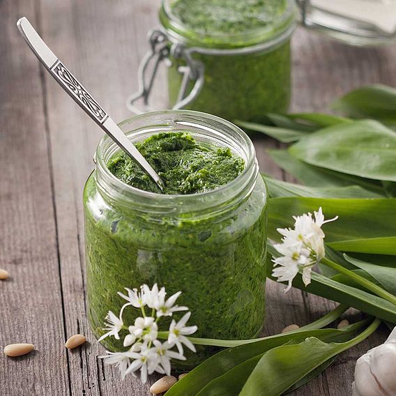 Wild Garlic - Organic Seeds