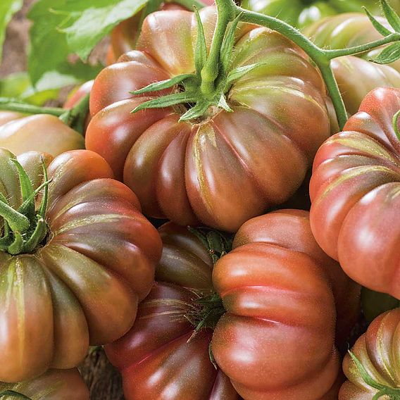 Tomato - Cherokee Purple (Organic) Seeds (Indeterminate)
