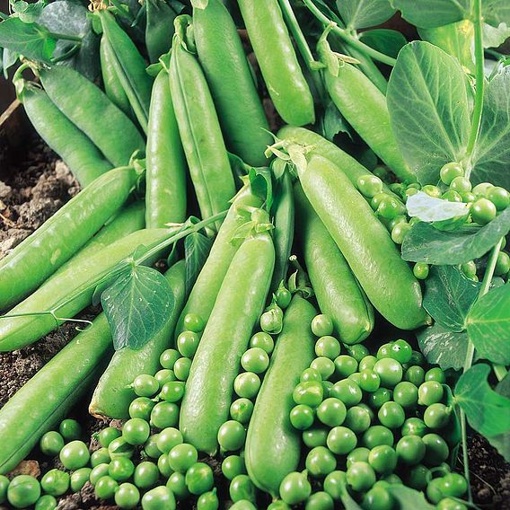 Pea 'Rapid' - Organic Seeds