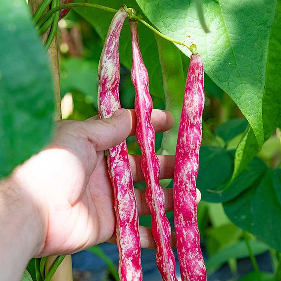 Climbing French Bean 'Borlotti Stokkievitsboon' - Organic Seeds