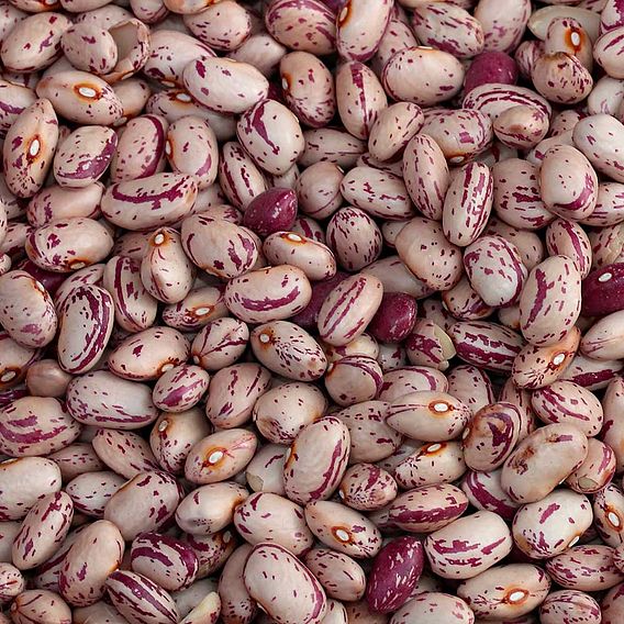 Climbing French Bean 'Borlotti Stokkievitsboon' - Organic Seeds