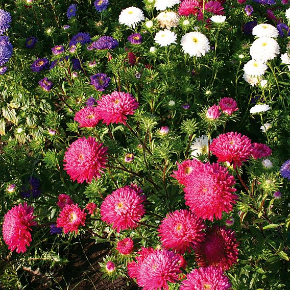 Aster 'Standy Mix' - Organic Seeds