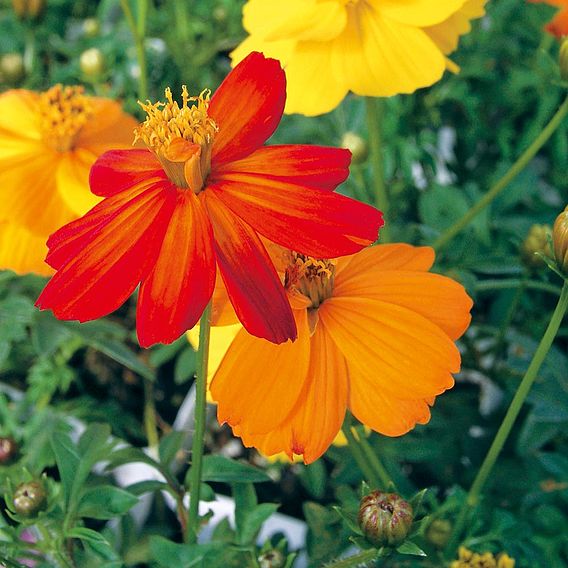 Cosmos 'Ladybird Mixed' - Organic Seeds