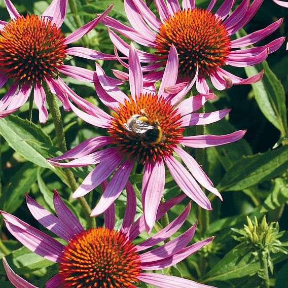 Echinacea 'Purpurea' - Organic Seeds