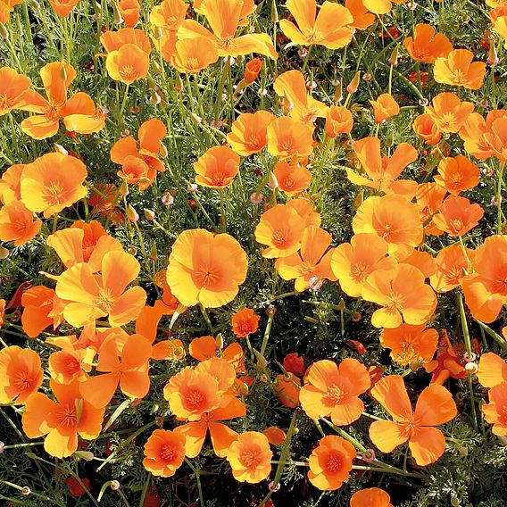 Poppy (Eschscholzia) 'Mission Bells' - Organic Seeds