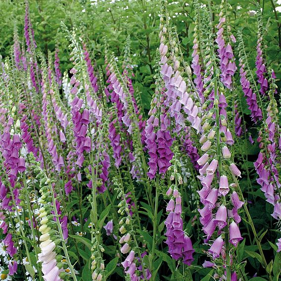 Foxglove Mixed - Organic Seeds