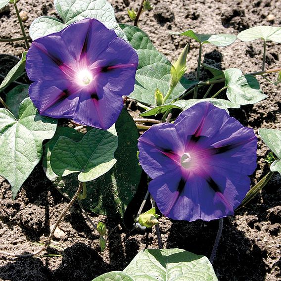 Ipomea 'Purple' - Organic Seeds