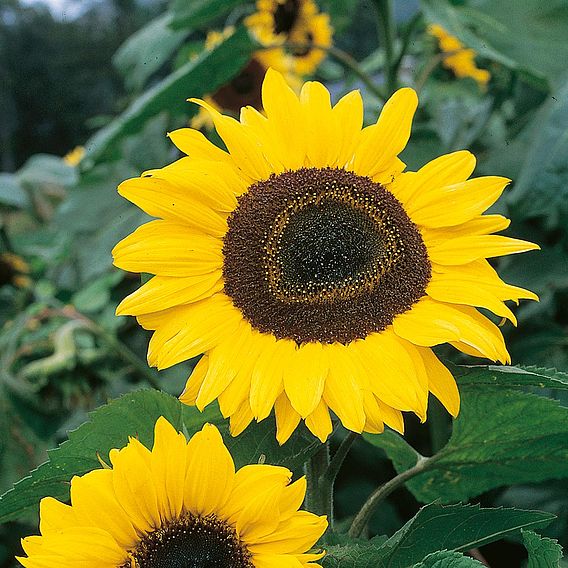 Sunflower 'Tall Single' - Organic Seeds