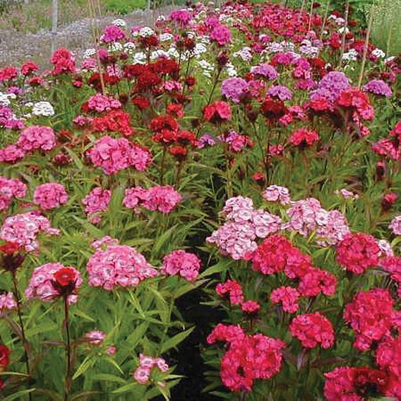 Sweet William 'Double Mixed' - Organic Seeds
