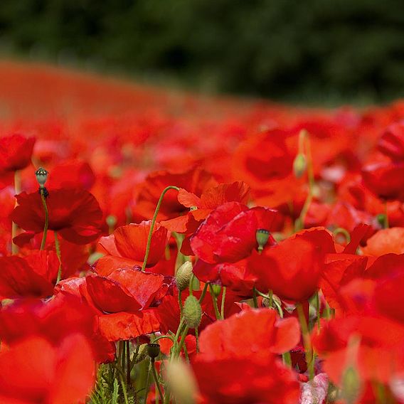 Poppy 'Rhoeas Field Poppy' - Organic Seeds