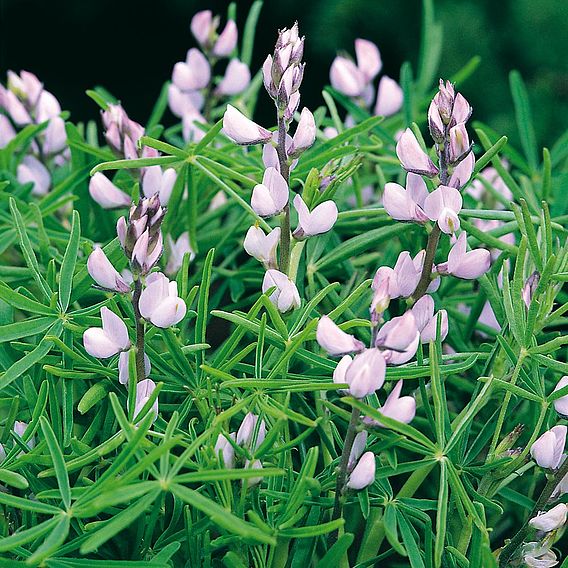 Agricultural Lupin (Green Manure) - Organic Seeds