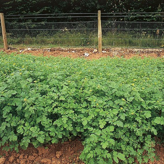 Alfalfa (Green Manure)(Lucerne) - Organic Seeds