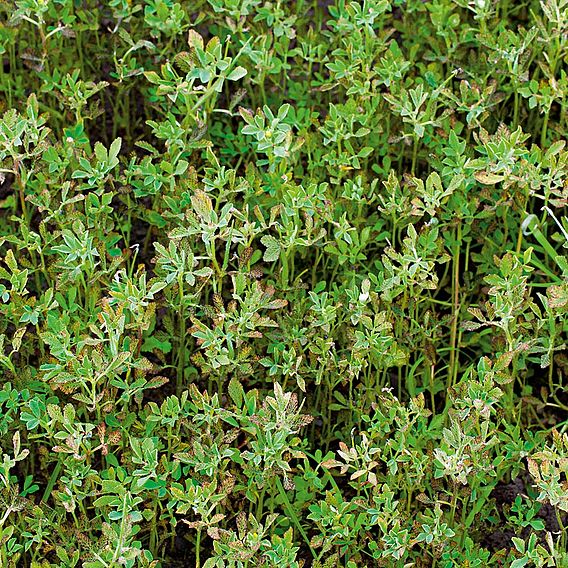 Fenugreek (Green Manure) - Organic Seeds