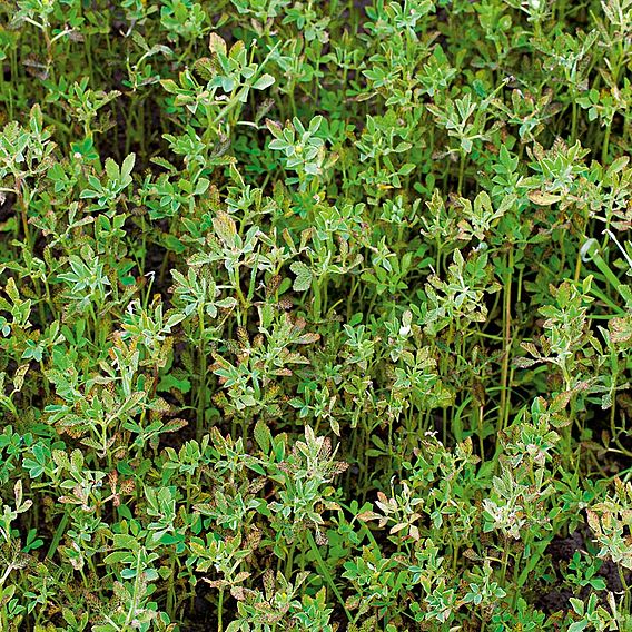 Green Manure - Fenugreek 112G (25 Sqm)