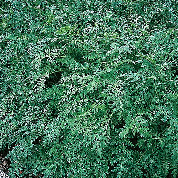 Green Manure - Phacelia Tanacetifolia 100G (45 Sqm)