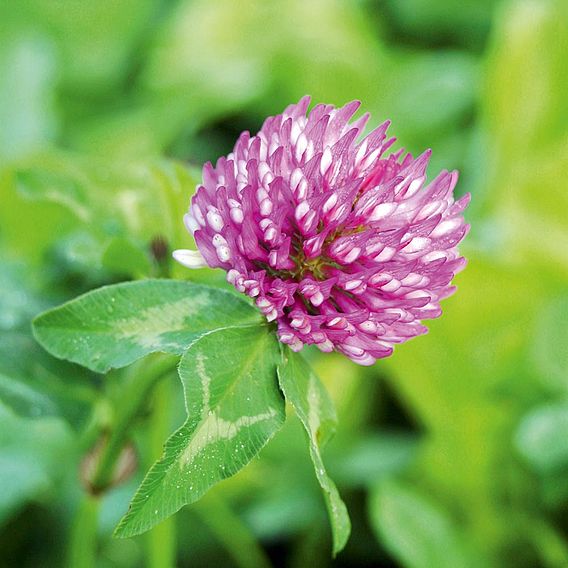 Green Manure - Red Clover 112G (35 Sqm)