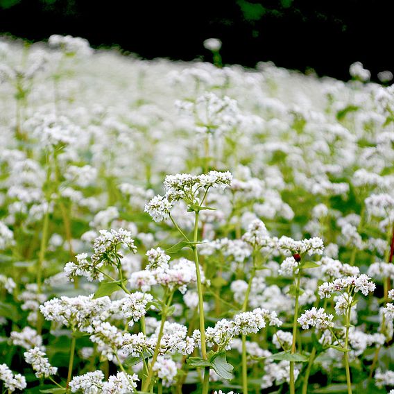 Tubingen Mix (Green Manure)(For Bees) - Organic Seeds