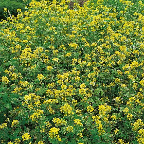 Tubingen Mix (Green Manure)(For Bees) - Organic Seeds
