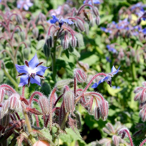 Tubingen Mix (Green Manure)(For Bees) - Organic Seeds